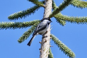 Dans un arbre_BAS DE PAGE